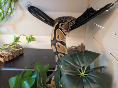 Oury the Mini Ball Python Oct 1